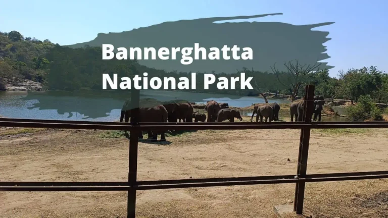 Bannerghatta National Park Timings, Fees, Safari, Zoo, Nature Camp and Butterfly Park