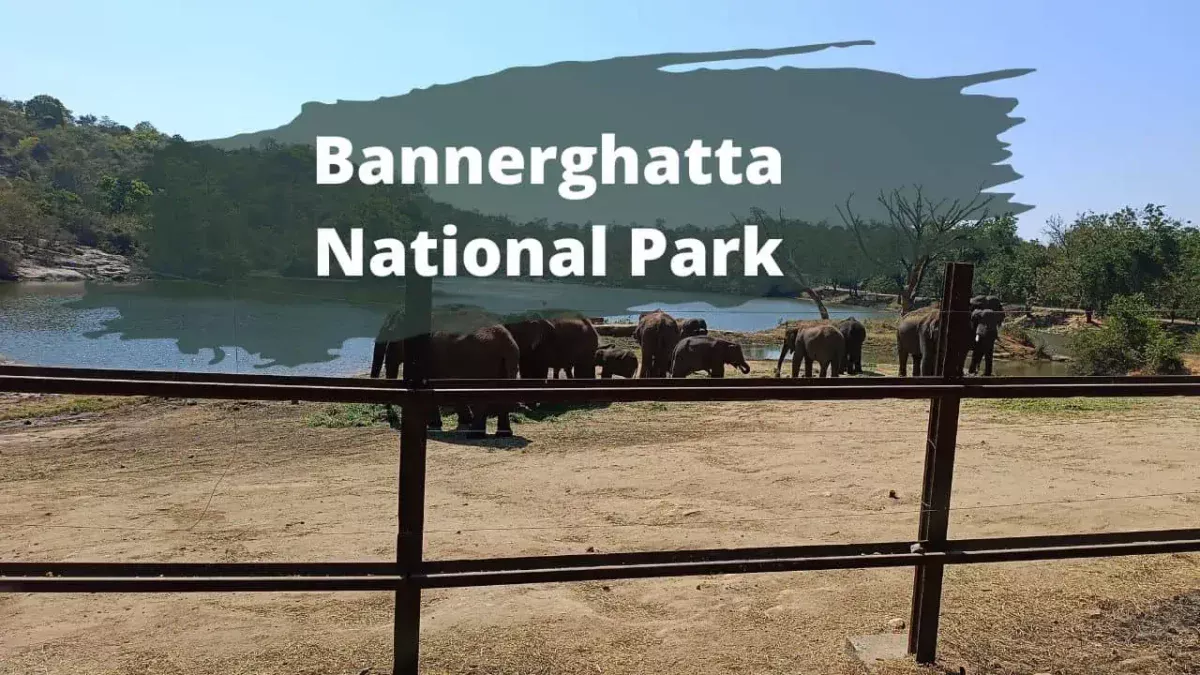 Bannerghatta National Park