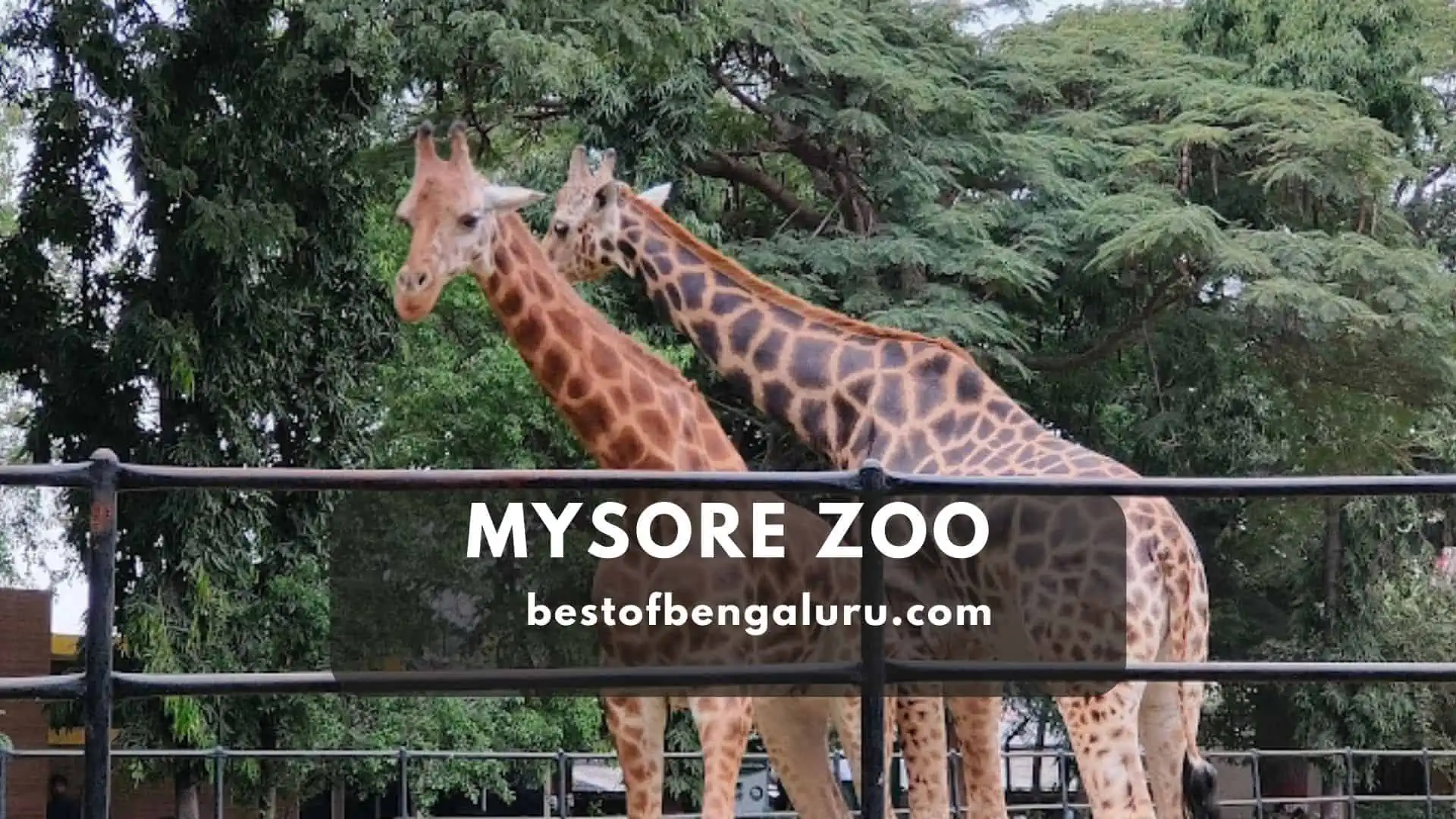 Mysore Zoo Timings, Entry Fee, Ticket Price, Photos, Animal Details in