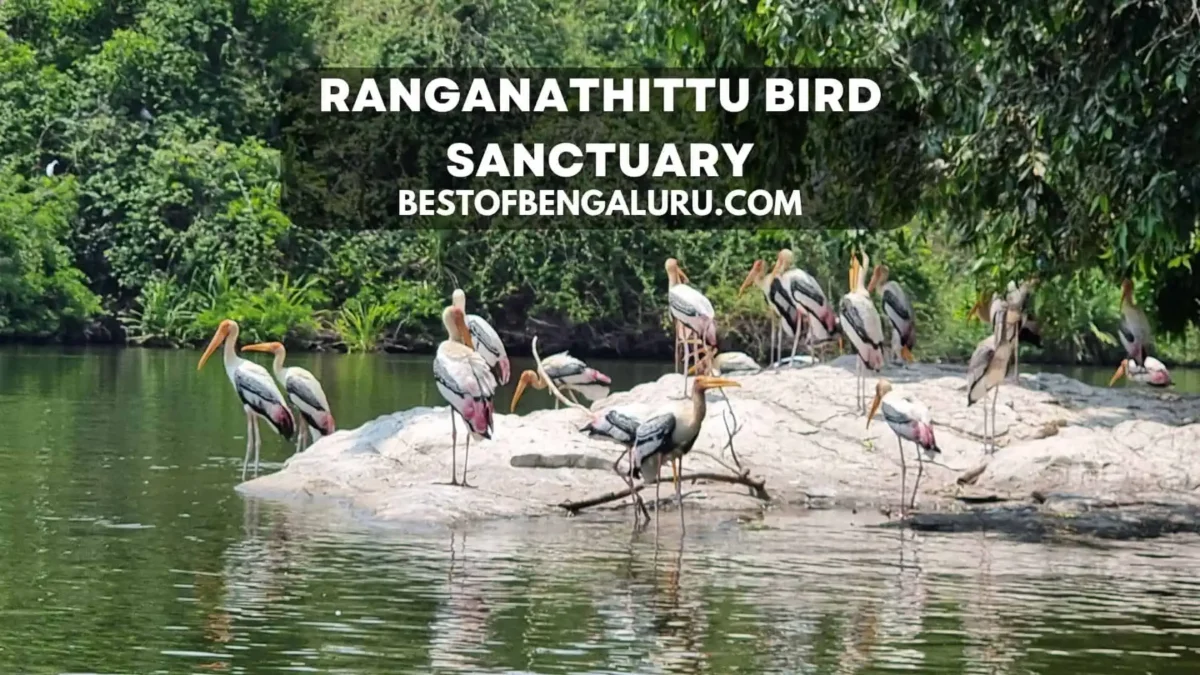Best places to visit in Mysore - Ranganathittu Bird Sanctuary Mysore