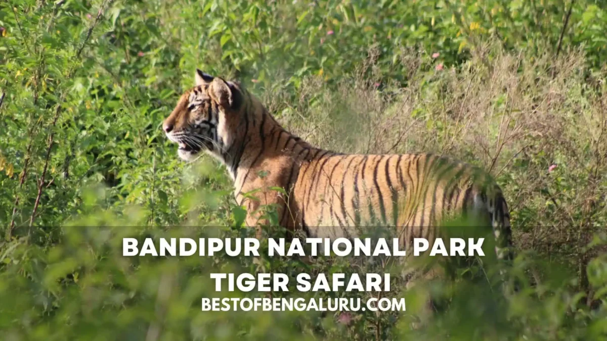Bandipur National Park Tiger Safari Timings, Price, Bookings, Best Time to Visit