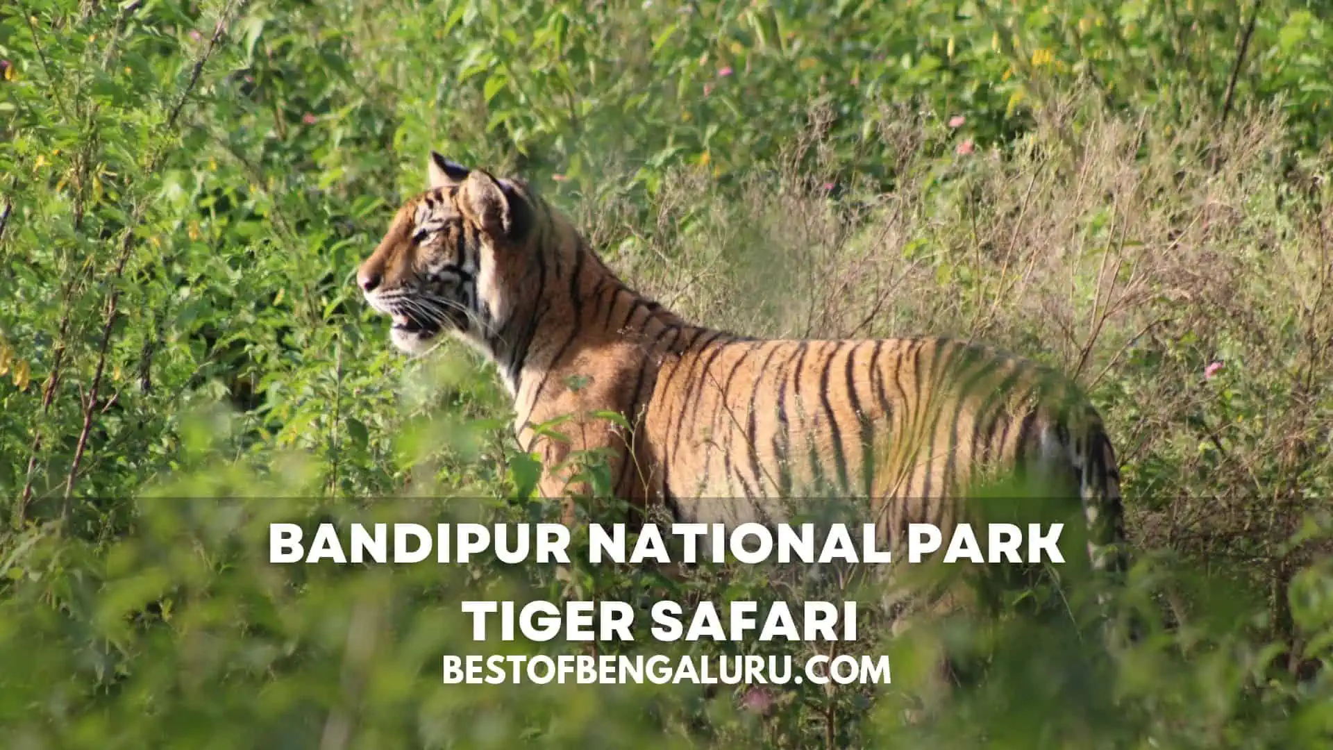 bandipur national park safari timings