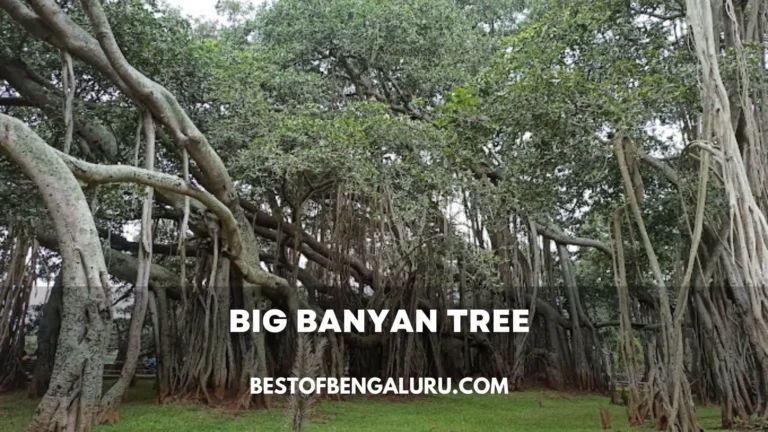 Big Banyan Tree Bangalore (Dodda Alada Mara) Location, Distance, Timings, How to Reach