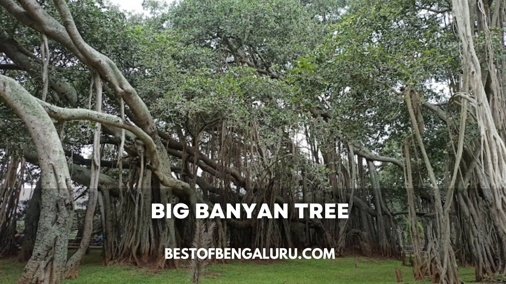 Big Banyan Tree Bangalore (Dodda Alada Mara) Location, Distance ...