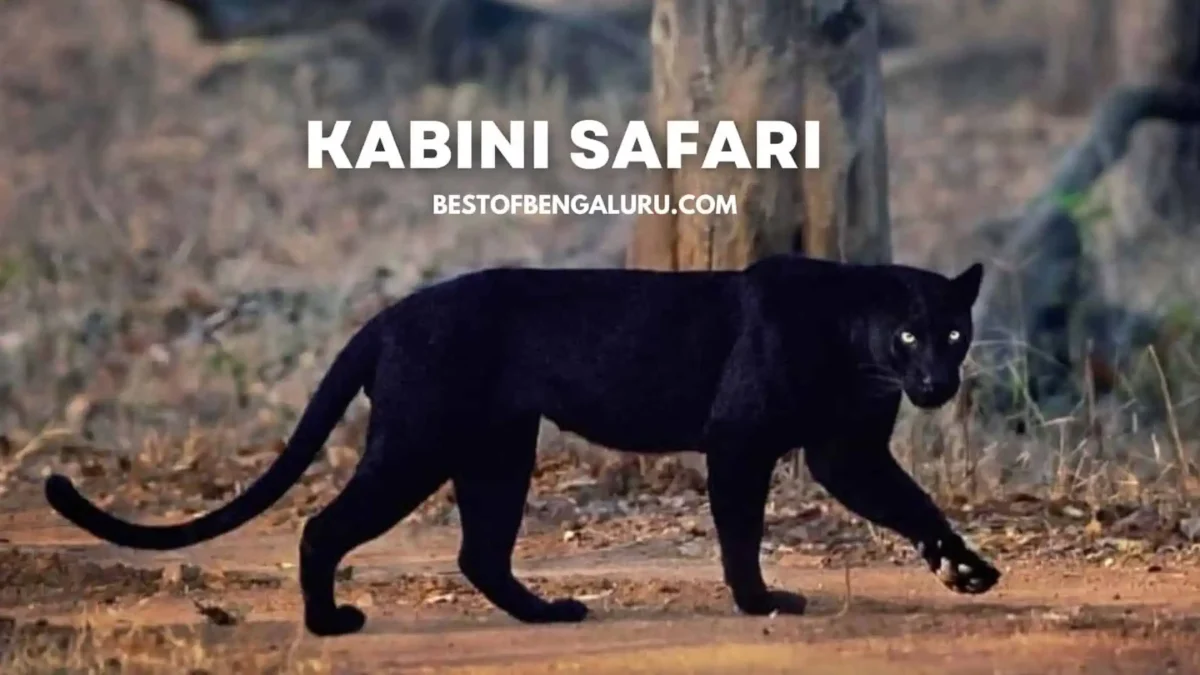 Kabini Safari Black Panther