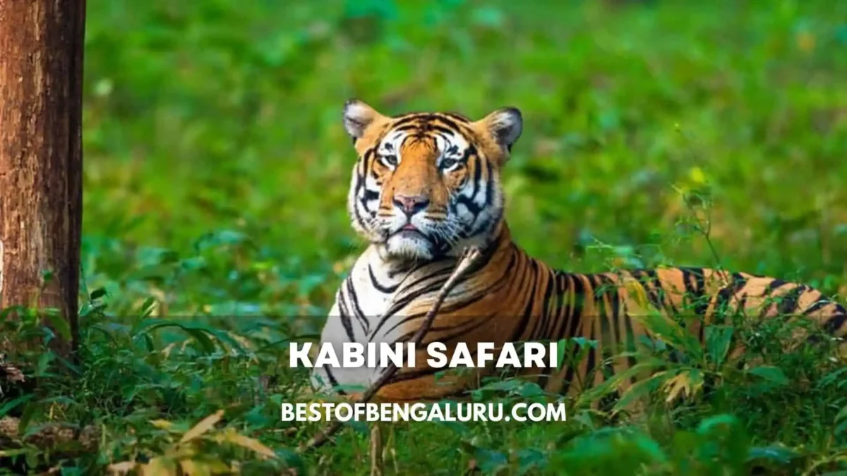 Kabini Safari Tiger