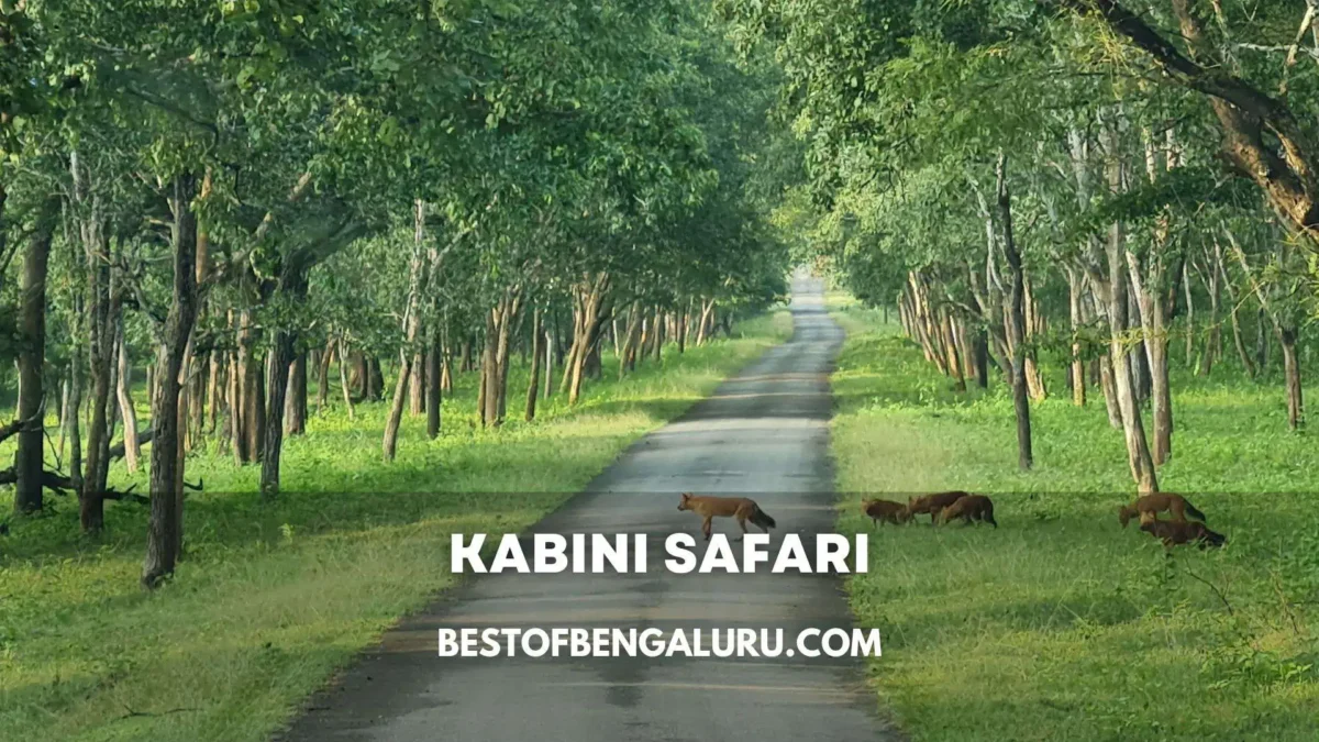 Kabini Safari Timings, Cost, Location, How to Book, How to reach From Bangalore and Mysore