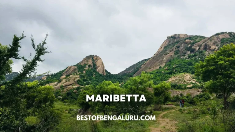Maribetta Trek From Bangalore Distance, Timings, Entry Fee, Permission, How to Reach